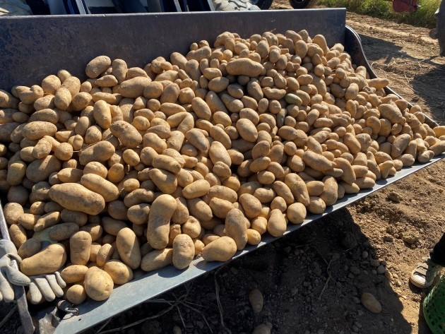 Radladerschaufel%20voll%20mit%20den%20gesammelten%20Kartoffeln Radladerschaufel%20voll%20mit%20den%20gesammelten%20Kartoffeln